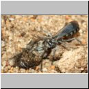 Pompilus cinereus - Wegwespe w54g mit Wolfsspinne - Sandgrube OS-Wallenhorst.jpg